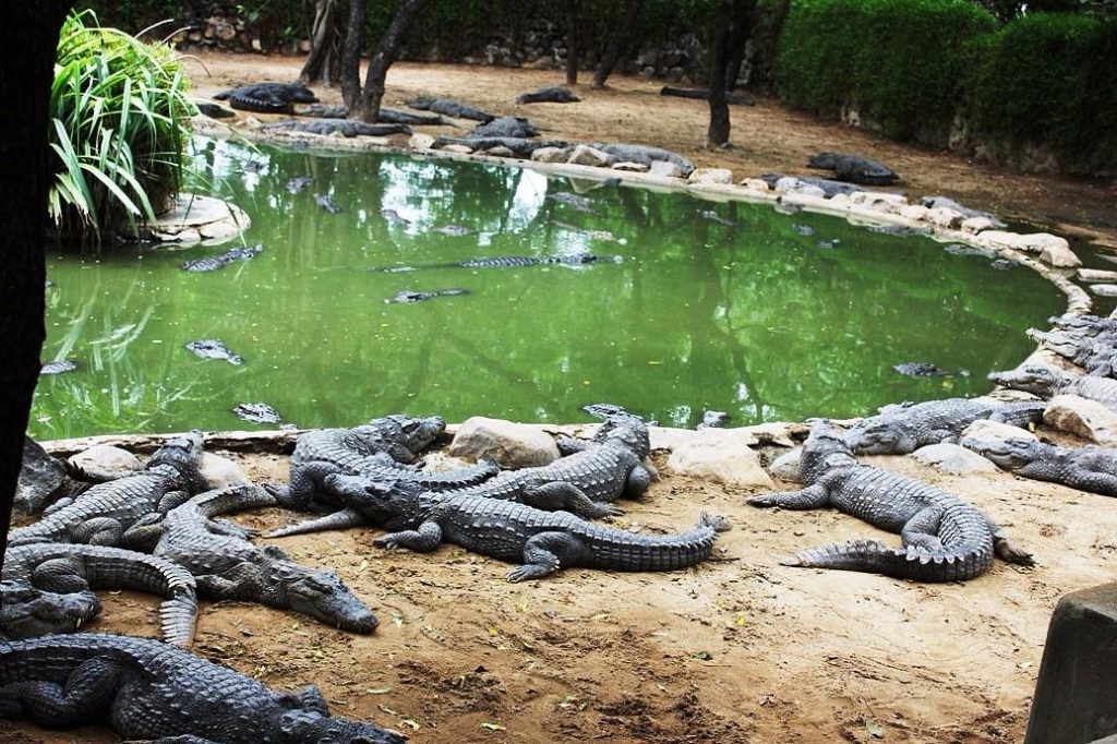 Madras-crocodile-trust