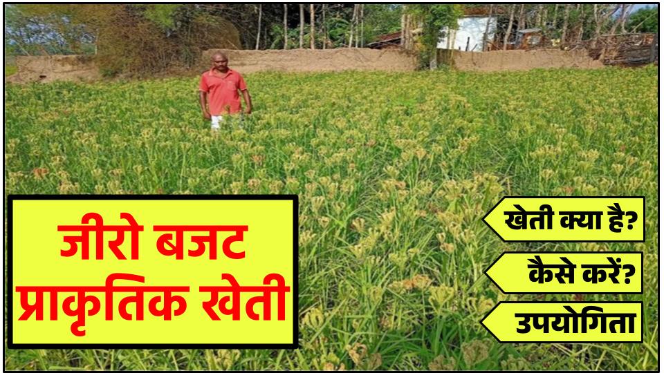 जीरो बजट प्राकृतिक खेती क्या है | Zero Budget Natural Farming (ZBNF) In Hindi