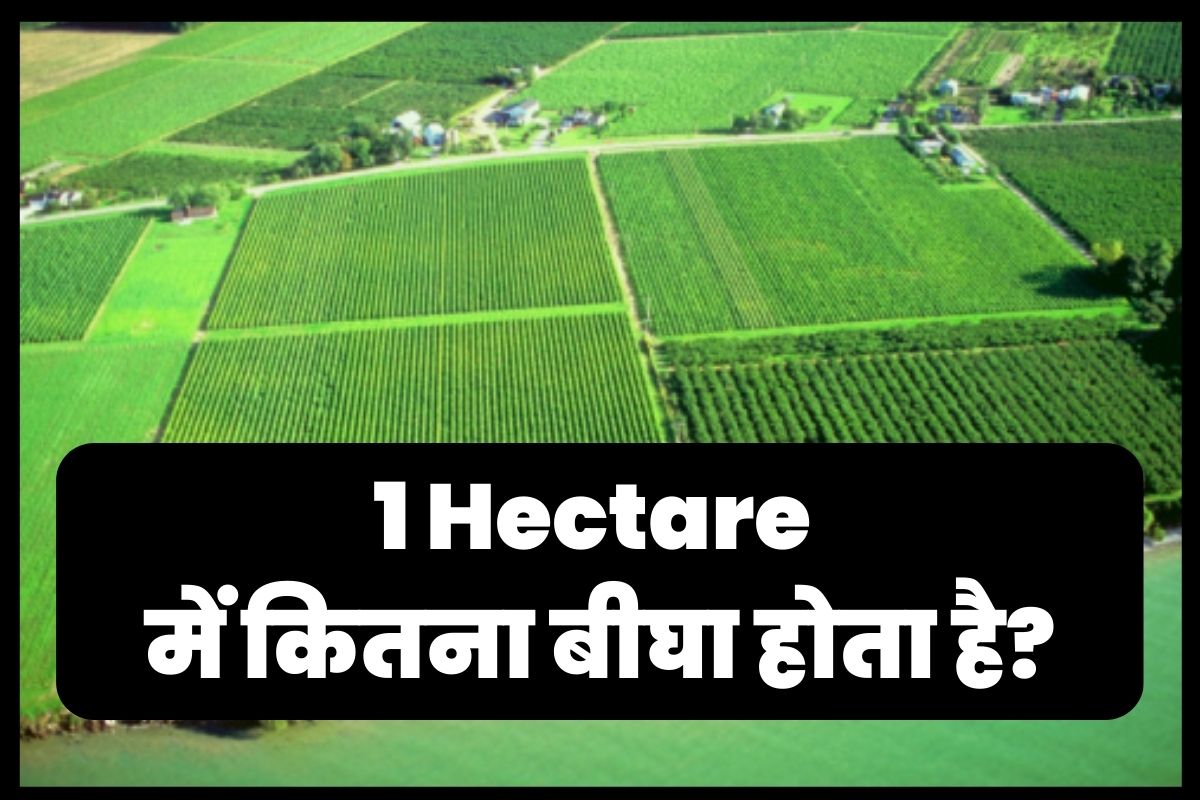 1 Hectare Mein Kitna Bigha Hota Hai 1 Hectare में कितना बीघा होता है?