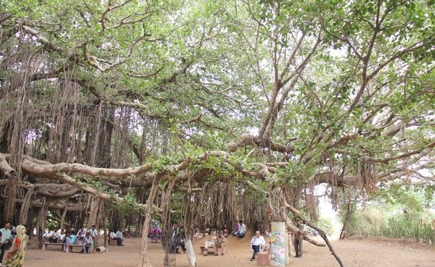 big banyan tree