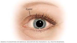Eyelid  - शरीर के अंगों के नाम