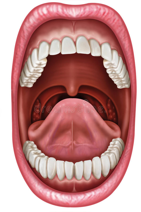Mouth  - शरीर के अंगों के नाम