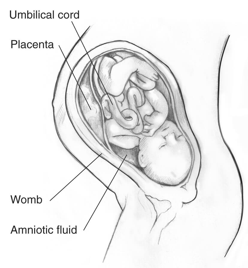 Womb  - शरीर के अंगों के